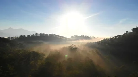 Sunrise in the misty forest. Marvelous view of flying over pine forest  Stock Footage