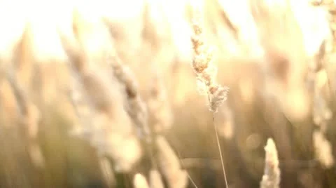 Sunrise Morning Stock Footage 11488002