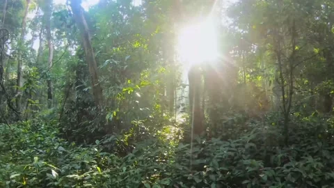Sunrise morning in the forest. Sun rays emerging though the green tree branches. Stock Footage 172127350