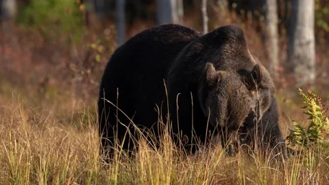 Sunrise, morning light with big brown bear walking around lake in the morning li Stock Footage 163962432