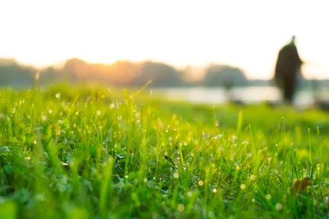 Sunrise morning water drops on green grass with lake landscape and human Stock Photos