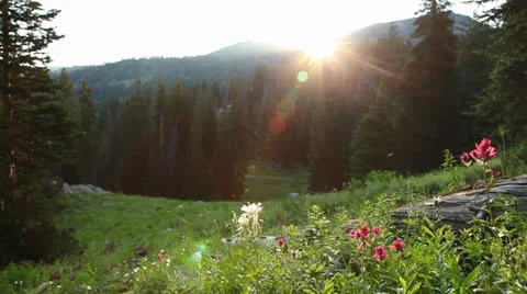 Sunrise mountain flowers Vídeos de archivo 26035875
