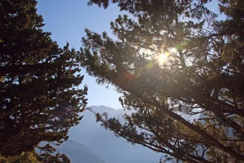 Sunrise in a mountain forest Stock Photos