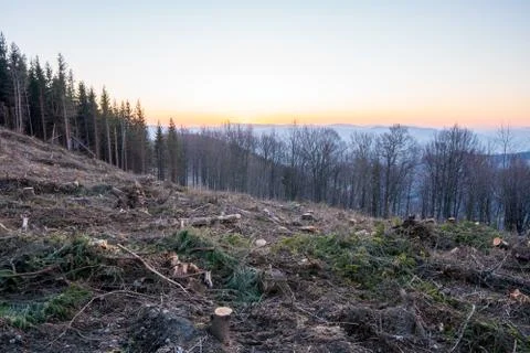 Sunrise in the mountains with trees in the foreground Stock Photos