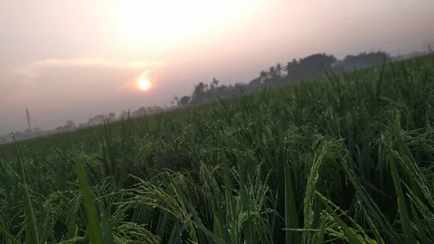 Sunrise natural scenery Stock Footage