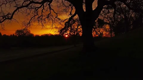 Sunrise in Oak Forest Stock Footage 146677856