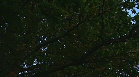 Sunrise in oak tree forest (time lapse x288) Stock Footage 502162