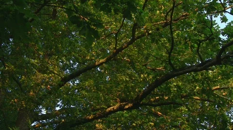 Sunrise in oak tree (time lapse x576) Stock Footage 502089