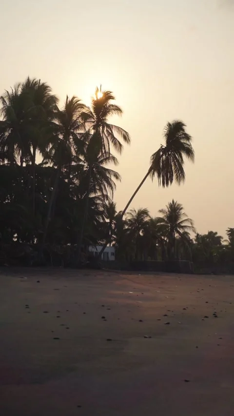 Sunrise at the ocean with view of palms Stock Footage 277776478