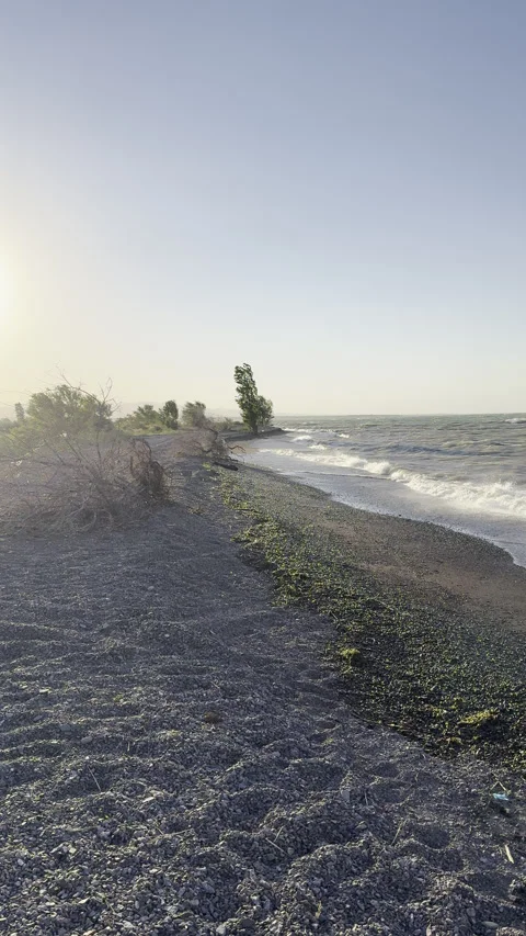 Sunrise ocean waves on rocky beach with lone tree and dry bushes Stock Footage 338298201
