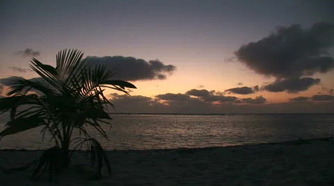 Sunrise with one palm Video stock 65431