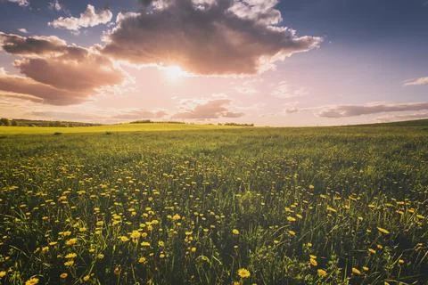 Sunrise or sunset on a field covered with yellow flowering dandelions. Stock Photos