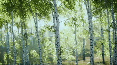 Sunrise or sunset in a spring birch forest with rays of sun shining Stock Footage 226129728