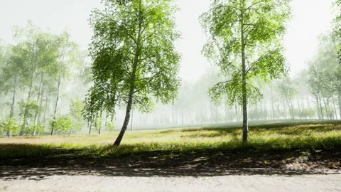 Sunrise or sunset in a spring birch forest with rays of sun shining Stock Footage 241528056