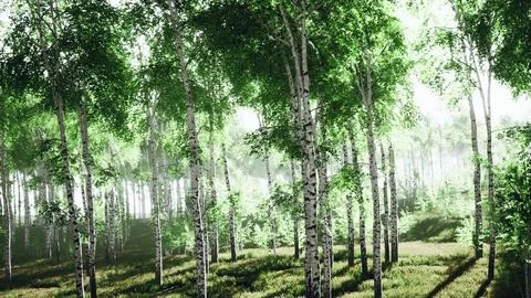 Sunrise or sunset in a spring birch forest with rays of sun shining Stock Illustration