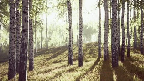 Sunrise or sunset in a spring birch forest with rays of sun shining Illustrazione stock