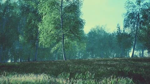 Sunrise or sunset in a spring birch forest with rays of sun shining Stock Illustration