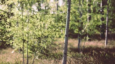 Sunrise or sunset in a spring birch forest with rays of sun shining Illustrazione stock