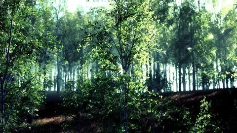 Sunrise or sunset in a spring birch forest with rays of sun shining Stock Illustration