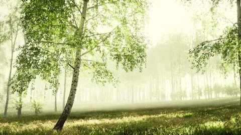 Sunrise or sunset in a spring birch forest with rays of sun shining Illustrazione stock