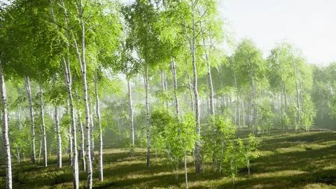 Sunrise or sunset in a spring birch forest with rays of sun shining Stock Illustration