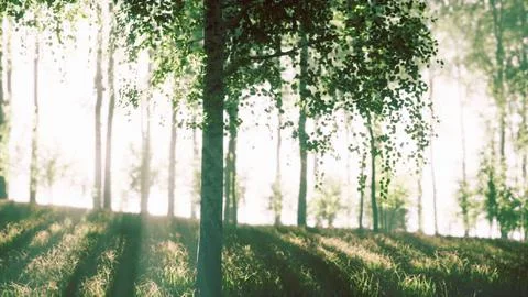 Sunrise or sunset in a spring birch forest with rays of sun shining Stock Illustration
