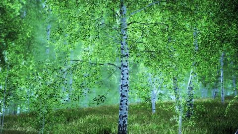 Sunrise or sunset in a spring birch forest with rays of sun shining Stock Illustration