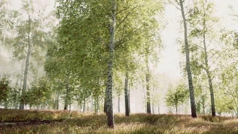 Sunrise or sunset in a spring birch forest with rays of sun shining Stock Illustration