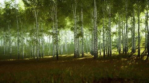 Sunrise or sunset in a spring birch forest with rays of sun shining Stock Illustration