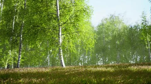 Sunrise or sunset in a spring birch forest with rays of sun shining Stock Illustration