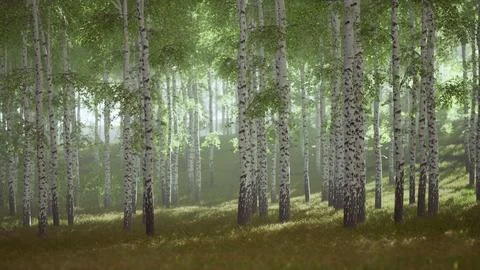 Sunrise or sunset in a spring birch forest with rays of sun shining Stock Illustration