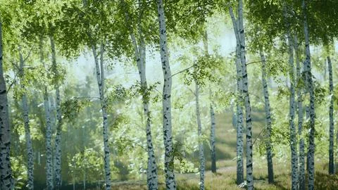Sunrise or sunset in a spring birch forest with rays of sun shining Stock Illustration