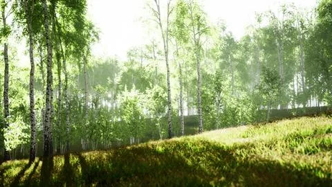 Sunrise or sunset in a spring birch forest with rays of sun shining Stock Illustration
