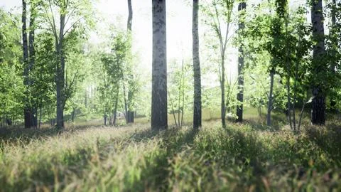 Sunrise or sunset in a spring birch forest with rays of sun shining Stock Illustration