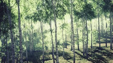 Sunrise or sunset in a spring birch forest with rays of sun shining Stock Illustration