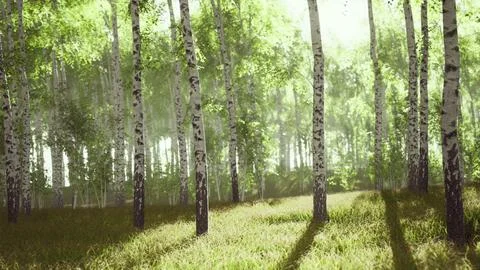 Sunrise or sunset in a spring birch forest with rays of sun shining Stock Illustration