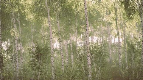 Sunrise or sunset in a spring birch forest with rays of sun shining Illustrazione stock