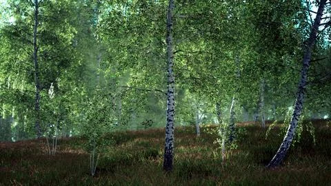 Sunrise or sunset in a spring birch forest with rays of sun shining Stock Illustration