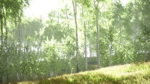 Sunrise or sunset in a spring birch forest with rays of sun shining Illustrazione stock