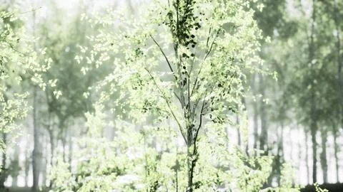 Sunrise or sunset in a spring birch forest with rays of sun shining Stock Illustration