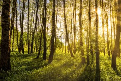 Sunrise or sunset in a spring birch forest with rays of sun shining through.. Stock Photos