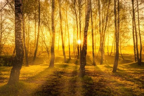Sunrise or sunset in a spring birch forest with rays of sun shining through.. Stock Photos