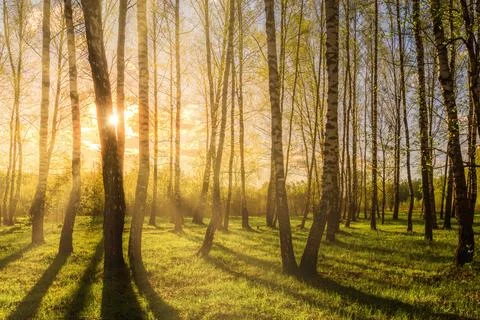 Sunrise or sunset in a spring birch grove with young green foliage and gras.. Stock Photos