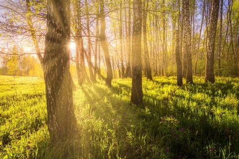 Sunrise or sunset in a spring birch forest with rays of sun shining through.. Stock Photos