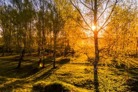 Sunrise or sunset in a spring birch forest with rays of sun. Stock Photos