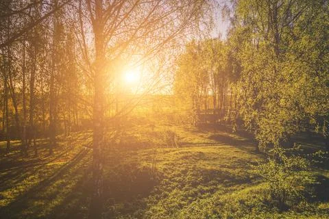 Sunrise or sunset in a spring birch forest with rays of sun. Stock Photos