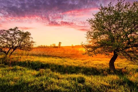 Sunrise or sunset in a spring field with green grass, lupine sprouts trees .. Stock Photos