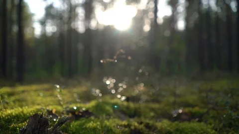 Sunrise or sunset in the wild forest. Sunlight sun's rays shines through the Stock Footage 94896414