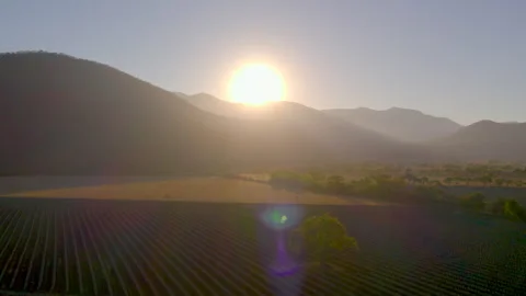Sunrise Over Agave Fields: Aerial Shot Stock Footage 248092657
