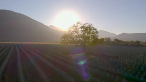 Sunrise Over Agave Fields: Aerial Shot Stock Footage 248093466